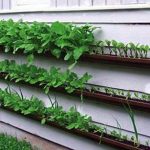 Gutters being used as a garden planter