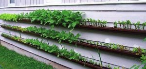Gutters being used as a garden planter