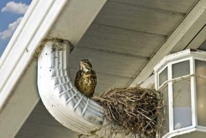 Critter in gutters