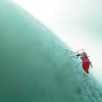 mosquito