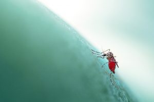 mosquito