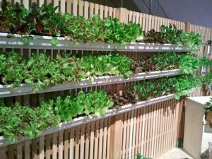 Rain Gutter Gardening Fence