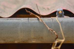 Bird nesting in gutter