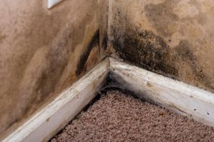 Common Basement Problems