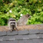 Critter on top of roof