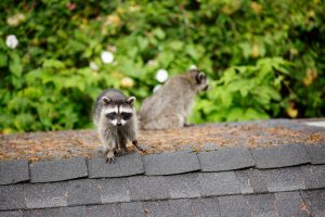 Critter on top of roof