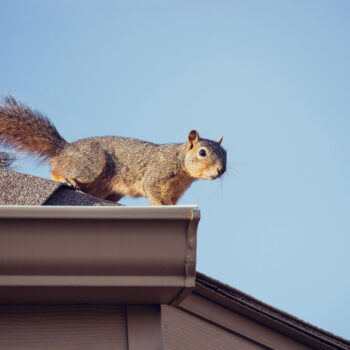 Squirrel on the roof top. Blue sky background with copy space.