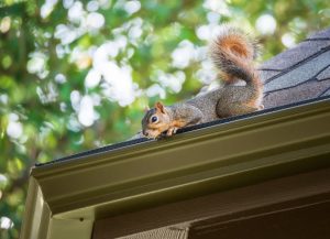 Squirrel getting into residential gutter system