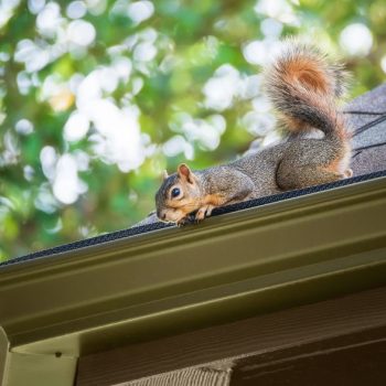 Squirrel getting into residential gutter system